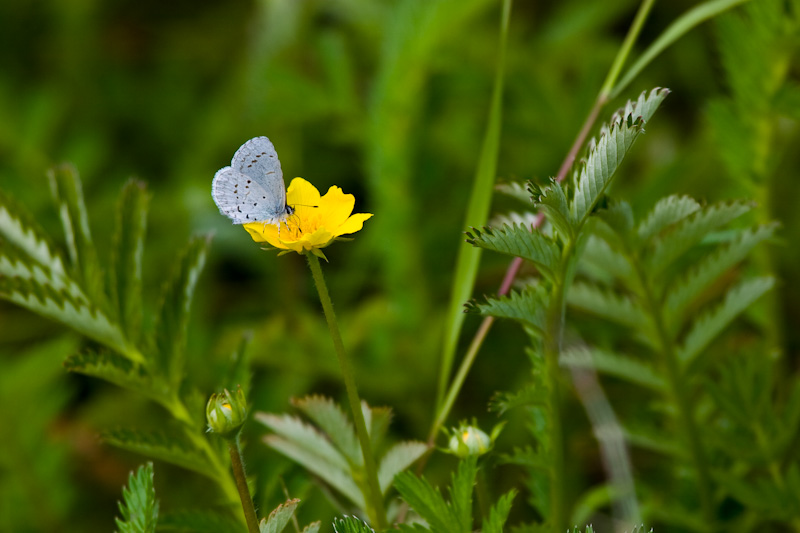 Blue Butterfly On Silverweed Flower